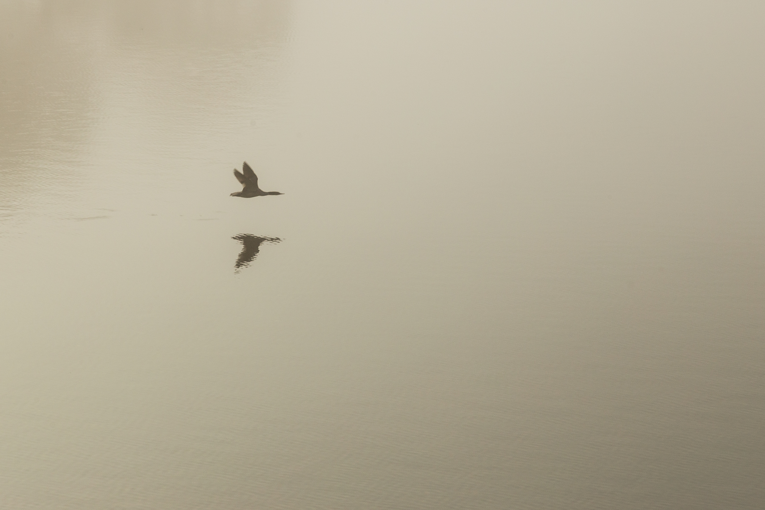 A flying goose over the Derwent water.