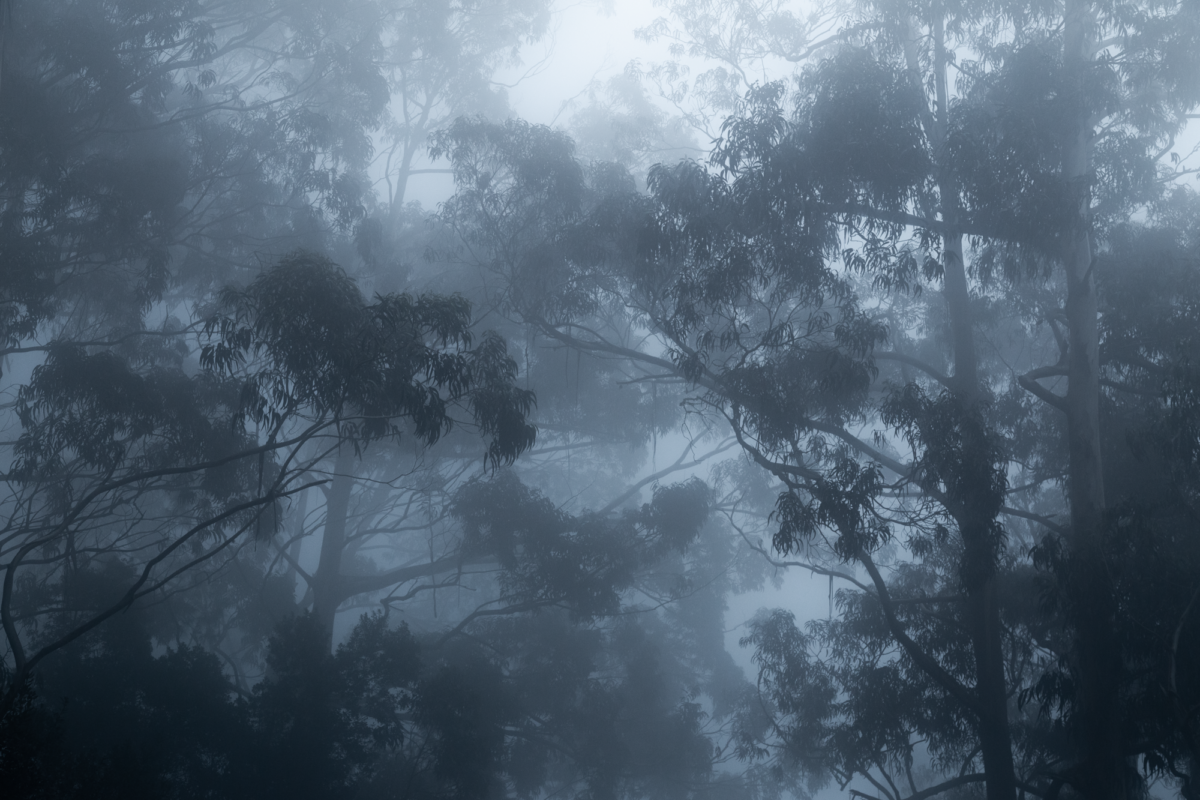 Eucalyptus