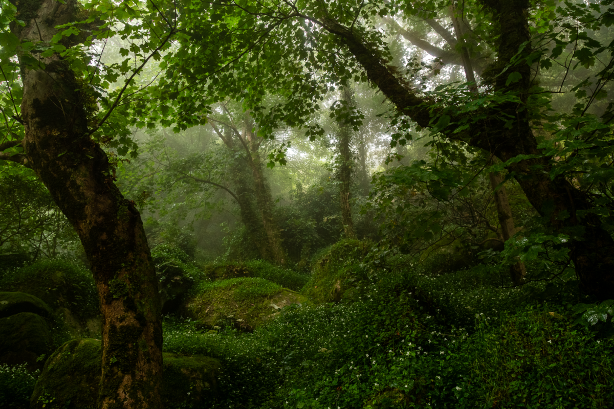 Forêt mystique