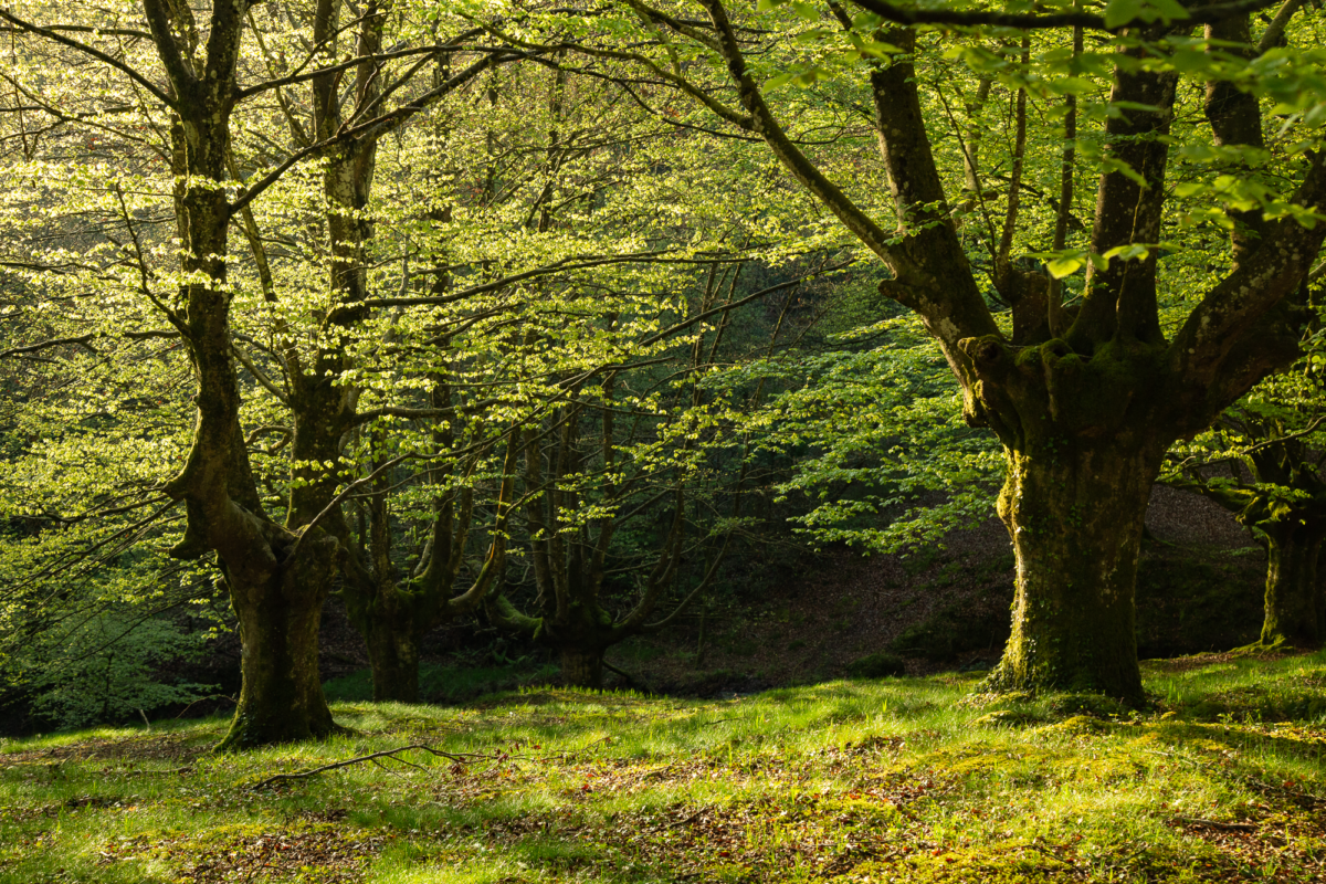 Pays Basque 8