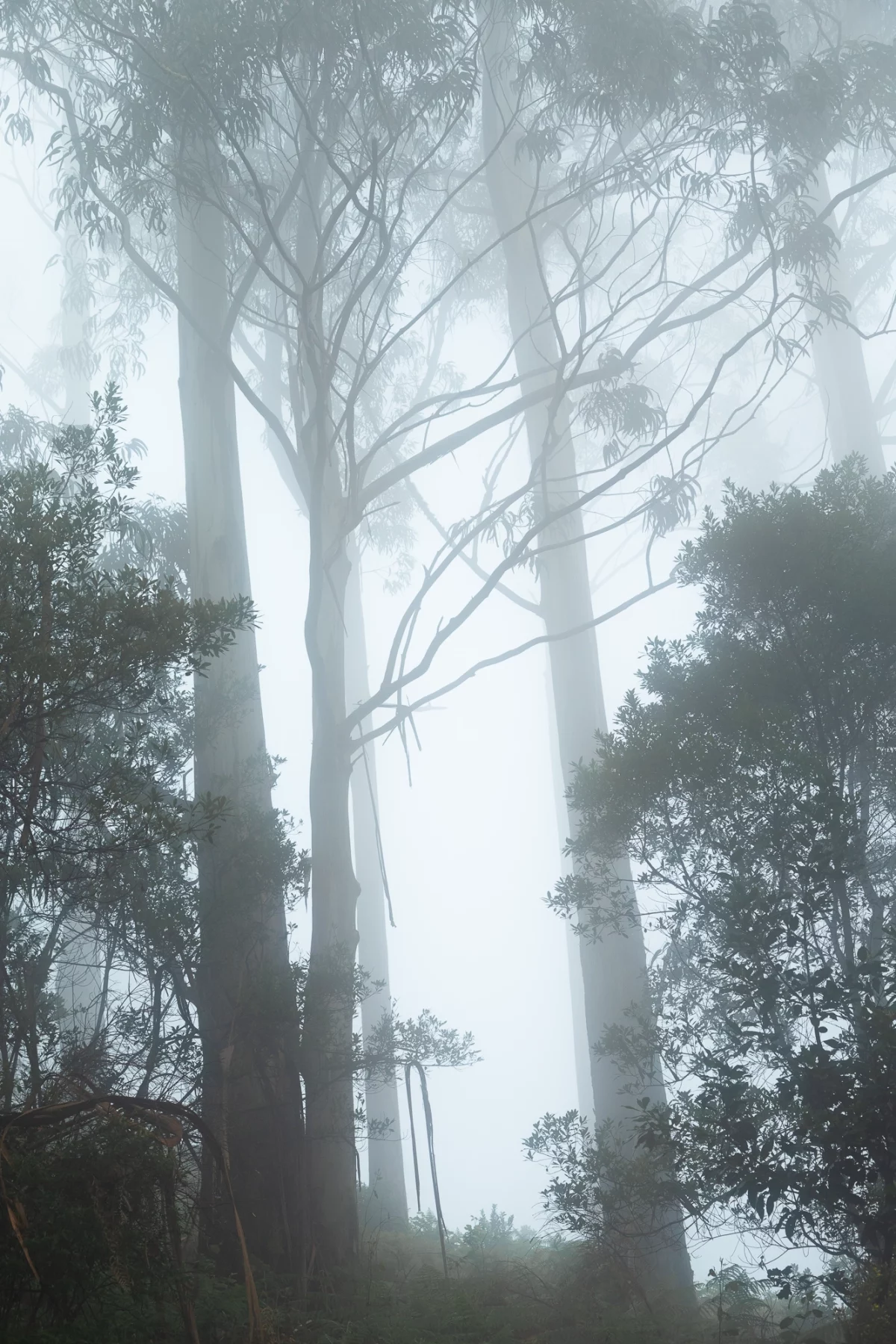 Madeira Trio Eucalyptus 2