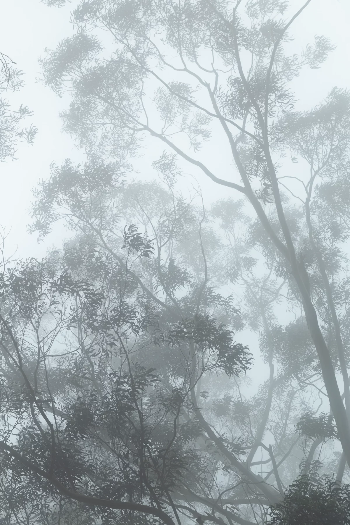 Madeira Trio Eucalyptus 3