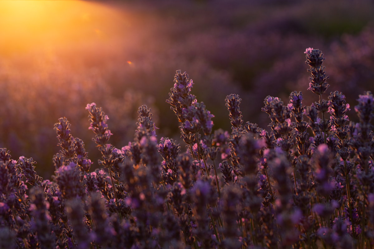 Haute Provence 9