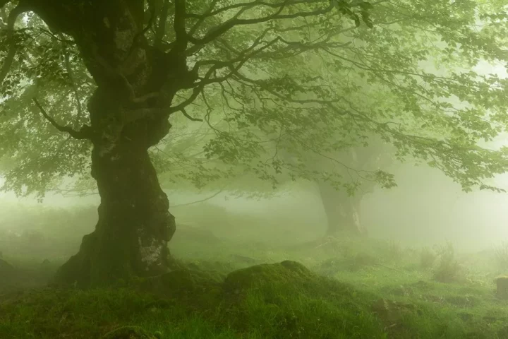 02 hetres de gorbea