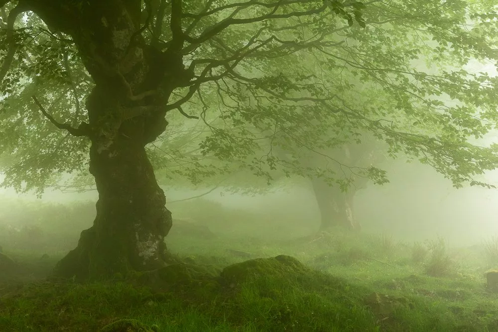 Les hêtres de Gorbea