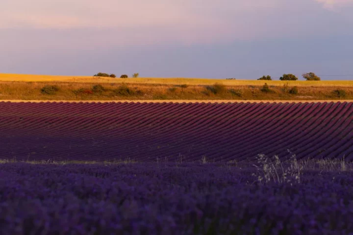 Lavandes à Ferrassières, photographie de Nicolas Hodée
