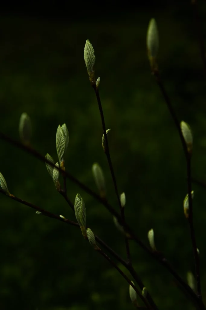 Bourgeons