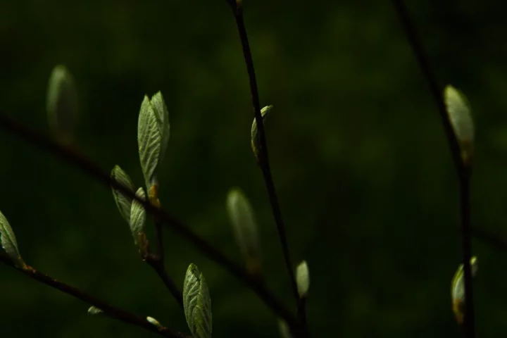 Bourgeons, Belledonne. Photographie de Nicolas Hodée