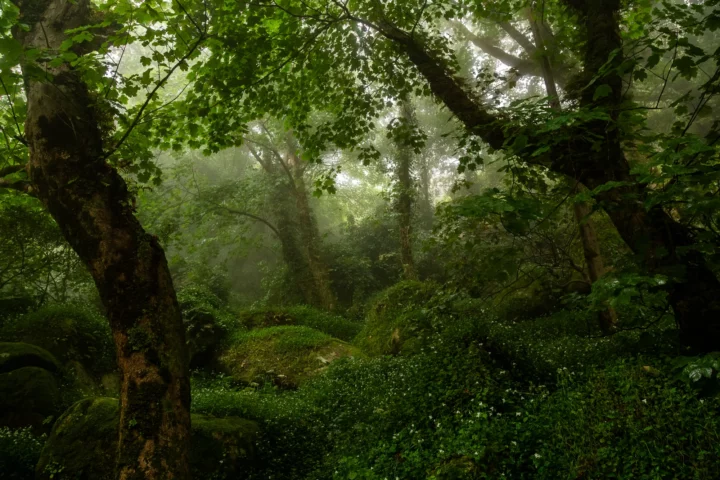 Forêt mystique, Portugal. Photographie de Nicolas Hodée