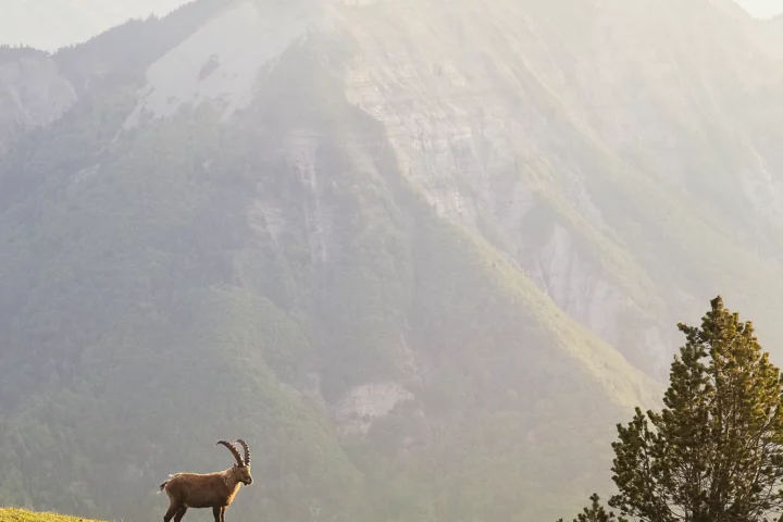 Le gardien du Mont Aiguille, Vercors. Photographie de Nicolas Hodée
