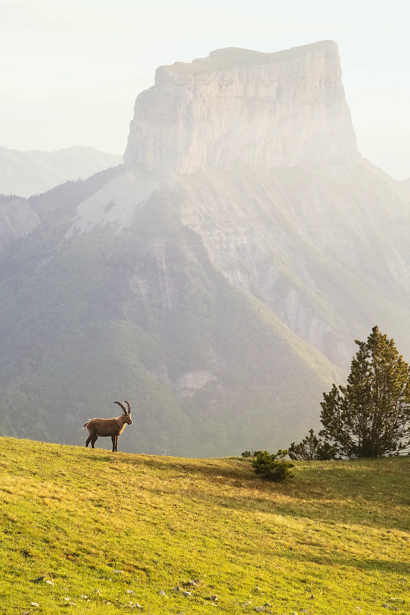 Le gardien du Mont Aiguille Le gardien du Mont Aiguille, Vercors. Photographie de Nicolas Hodée