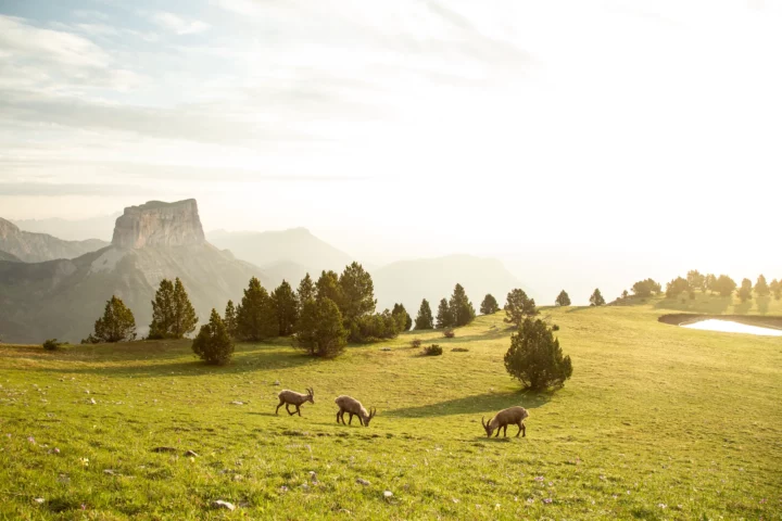 Le réveil des bouquetins, Vercors. Photographie de Nicolas Hodée