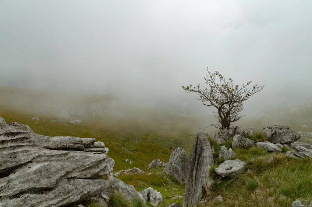 Un arbre seul sur le karst, dans le brouillard, Cantabrie