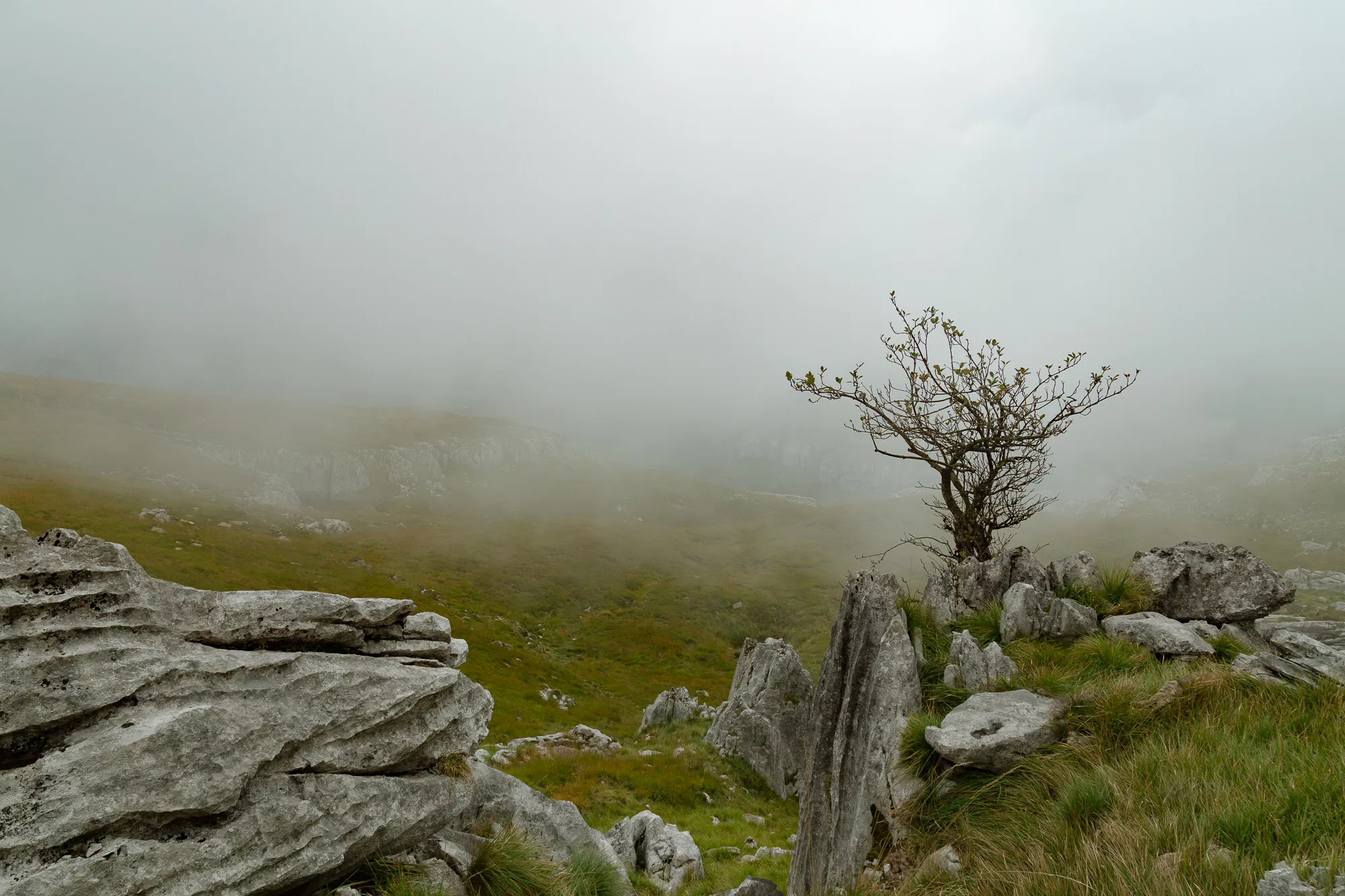 Un arbre seul sur le karst, dans le brouillard, Cantabrie