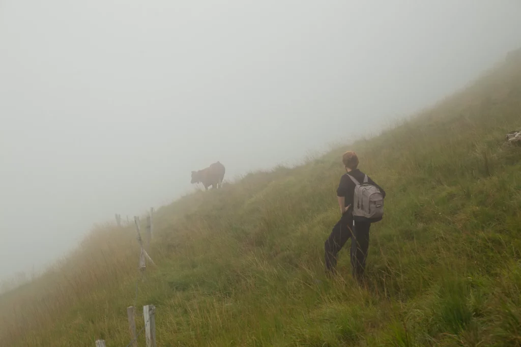 David face à une vache dans le brouillard, sur une pente herbeuse